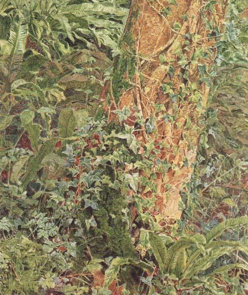 Study of an Ash Trunk (mk46), Albert Joseph Moore,ARWS